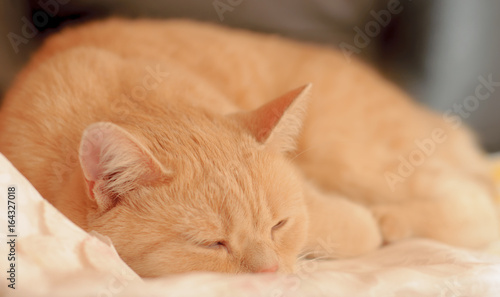 Peaceful Orange Red Tabby Cat Sleeping In His Bed On Blanket © Yevgeniya