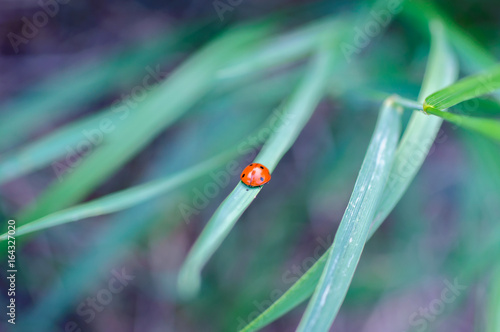 Ladybird macro and green grass © Yevgeniya