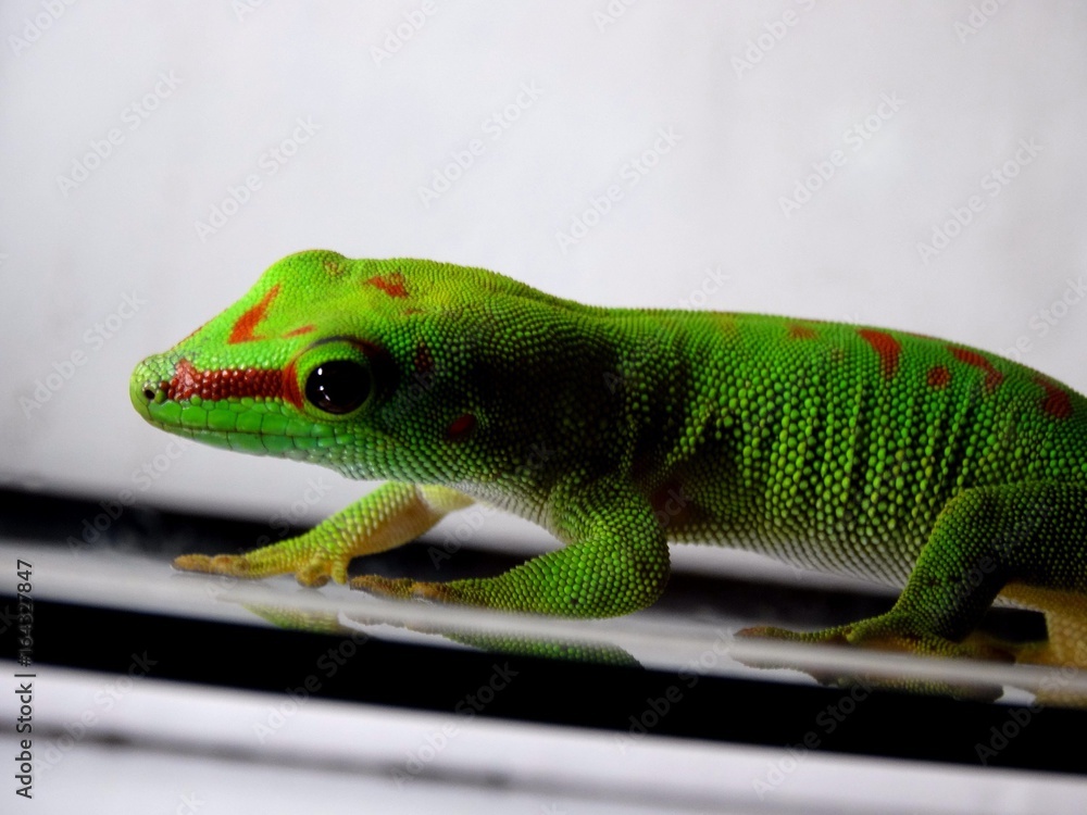 Fototapeta premium lizard