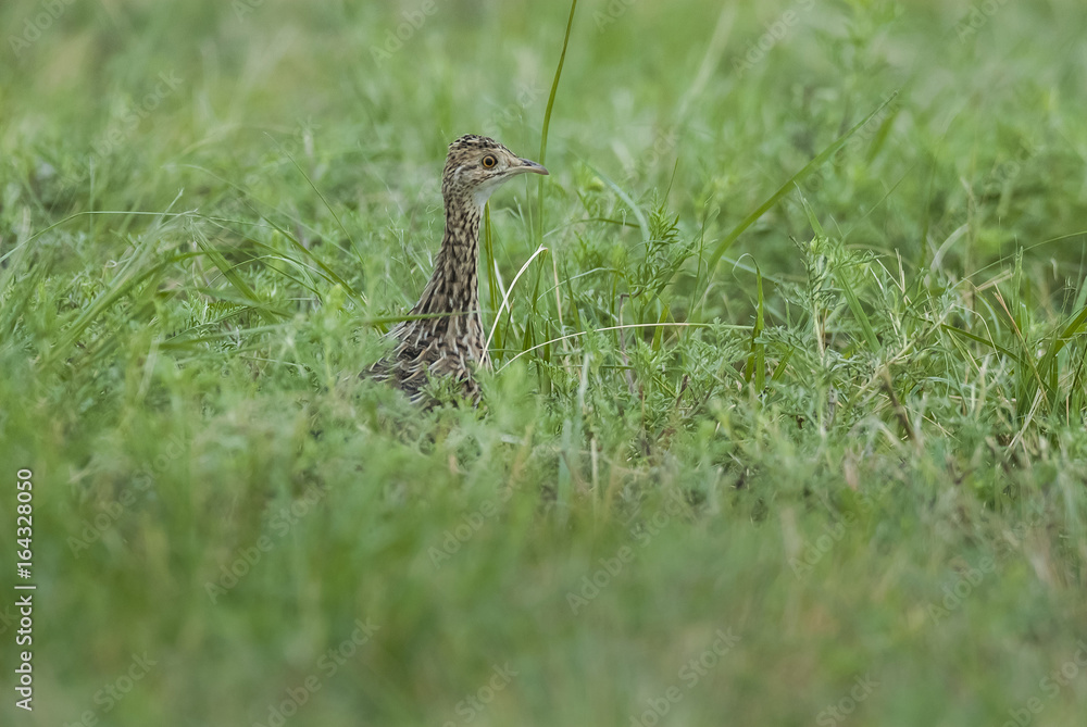 Spotted tinamou, Pampas, Argentina Spotted tinamou, Pampas, Argentina