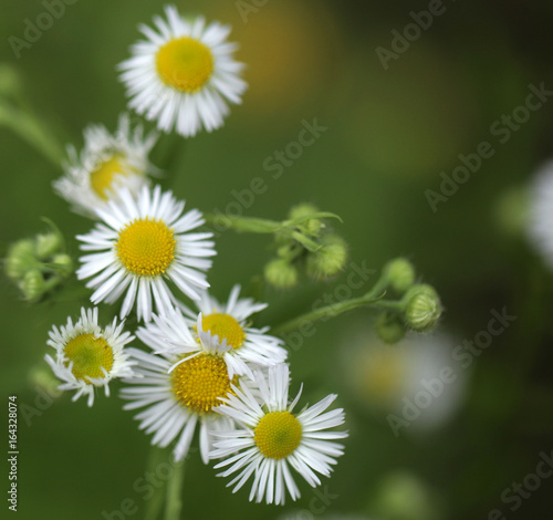 piękne biało- żółte kwiaty