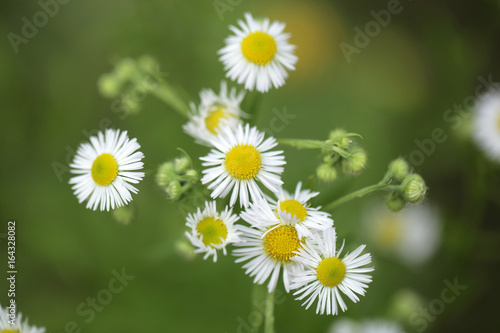 piękne biało- żółte kwiaty