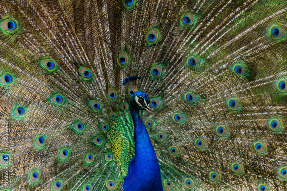 Obraz premium Peacock