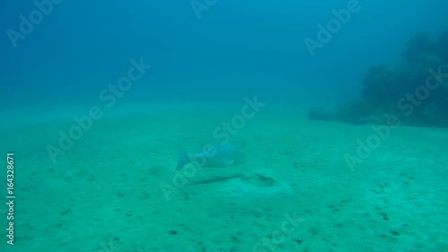 Bridled Pigface Bream above the sandy bottom - Abu Dabab, Marsa Alam, Red Sea, Egypt, Africa
 photo