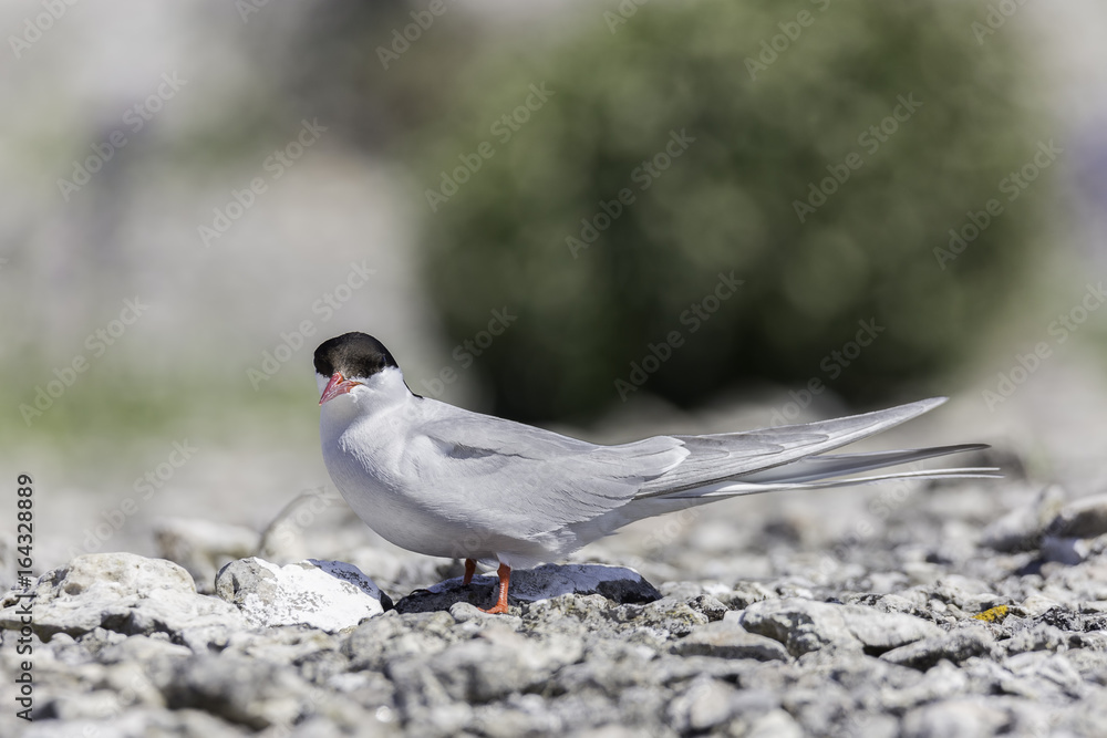 Fototapeta premium Arctic Tern Close Up