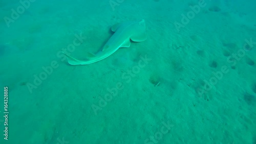 Wallpaper Mural Common guitarfish swims over sandy bottom - Abu Dabab, Marsa Alam, Red Sea, Egypt, Africa
 Torontodigital.ca