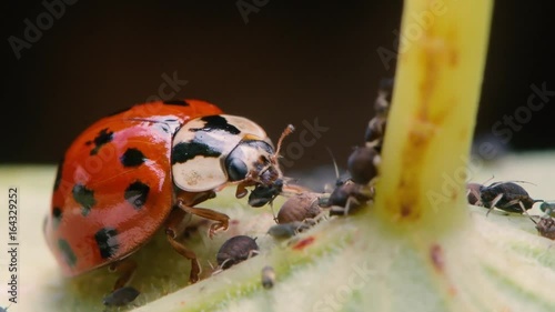 Harlequin ladybird (Harmonia axyridis) adult eating aphid. Predatory beetle in family Coccinellidae feeding on blackfly
