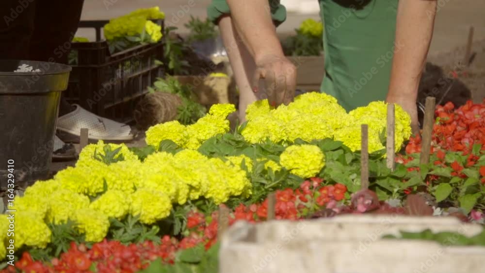 Gardeners planted marigold on a city flowerbed, slow motion