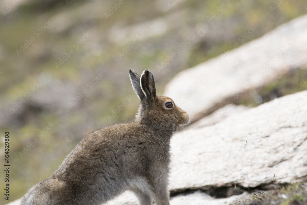 Obraz premium mountain hare