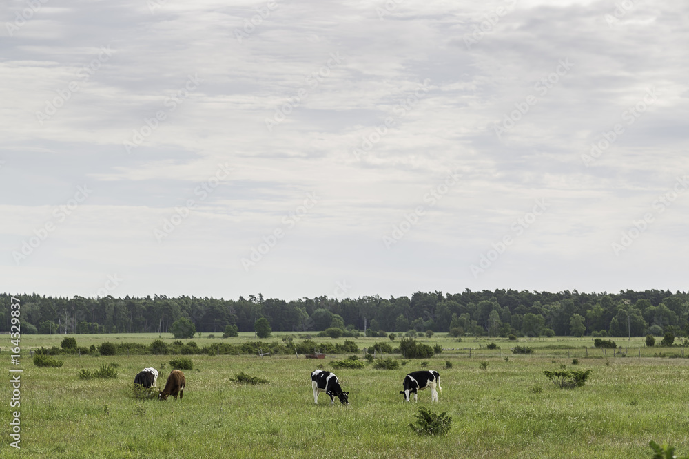 Cows Feeding in Green Farmfield
