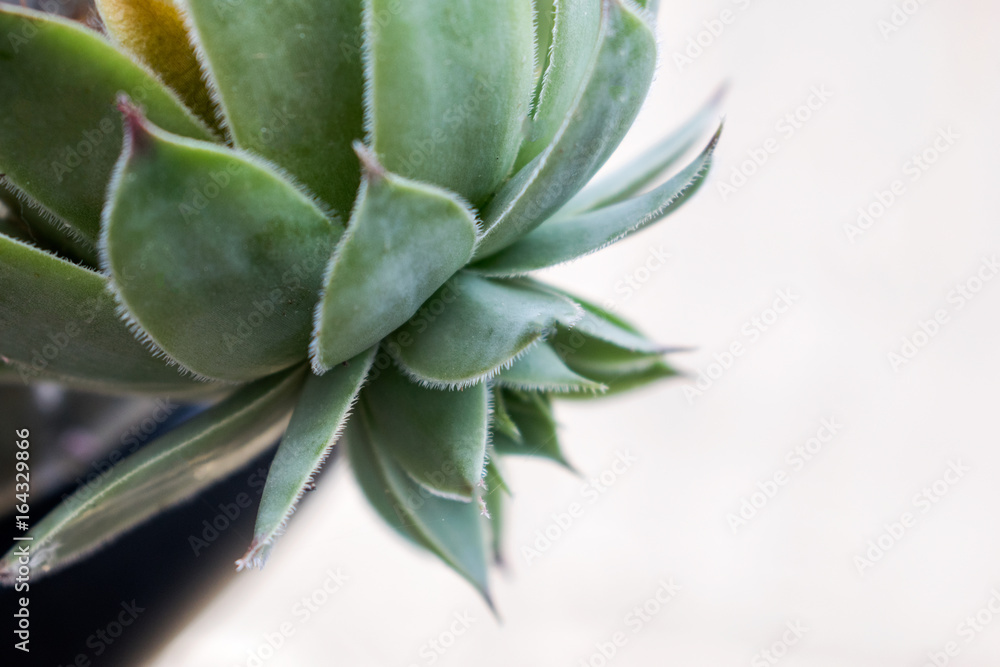 Fototapeta premium Sempervivum tectorum
