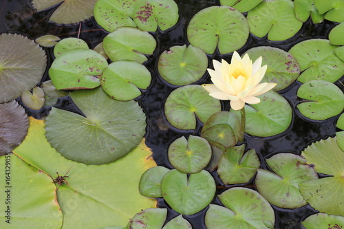 yellow lotus flower