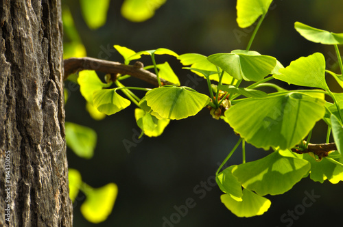 Close up of green gingko leaf in spring