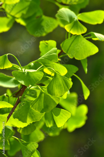 Close up of green gingko leaf in spring