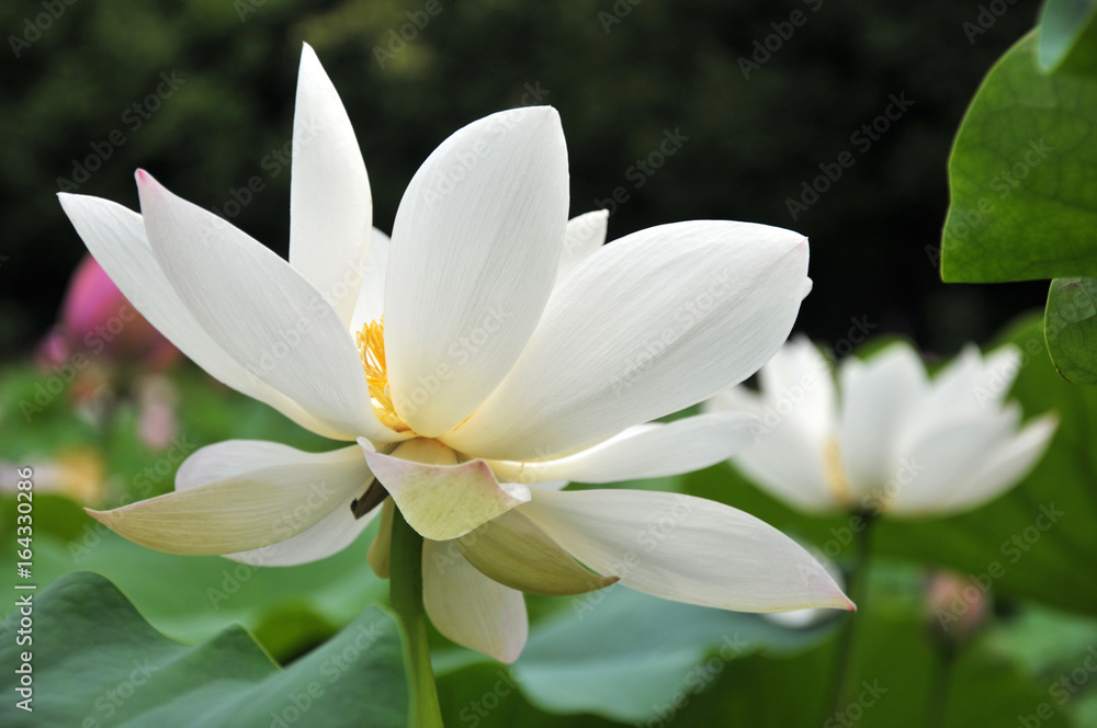 white lotus flower white lotus flower
