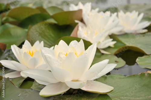 white water lilies