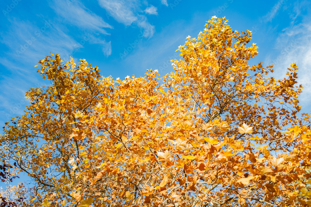 jesien liscie w parku