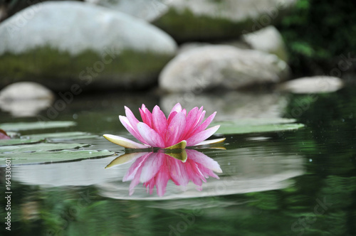 Fototapeta Naklejka Na Ścianę i Meble -  pink water lily