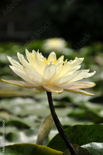 white lotus flower in the garden