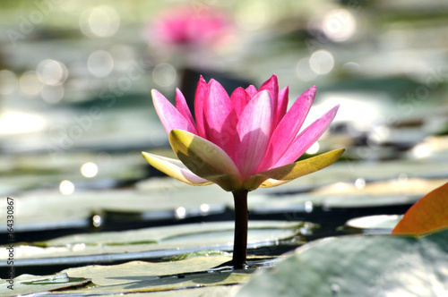 pink water lily