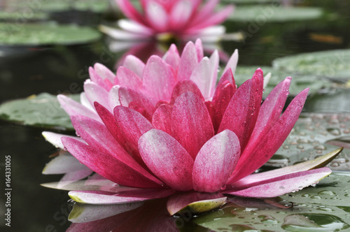 pink water lily