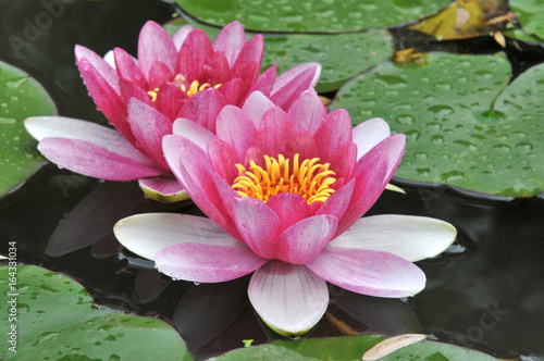 pink water lilies