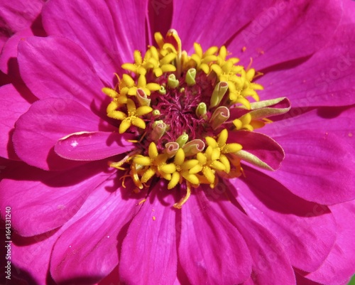 Macro Of Pink And Yellow Flower 