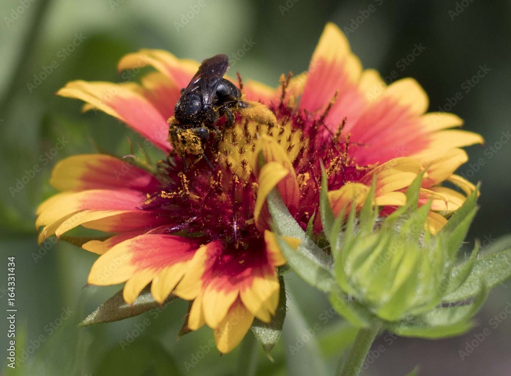 Fototapeta premium Bee Wearing Pollen Pants