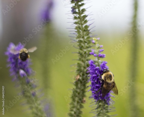 Buzzin Bumblebee Buddies