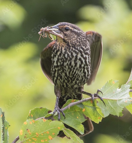 Mother Red Winged Blackbird with Grasshopper in Beak for Chicks