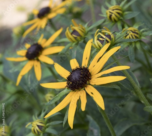 Black Eyed Susan Blossoms and Buds Reaching Towards the Sky