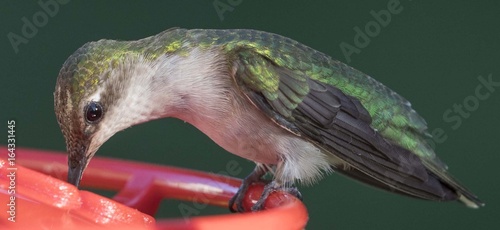 Up Close to Female Ruby Throated Hummingbird with Iridescent Feathersa