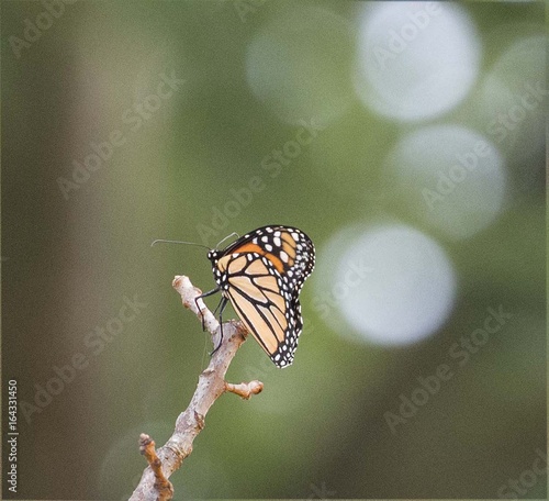 Monarch Butterfly Resting on Tip of Branch Gently Swaying in the Breeze