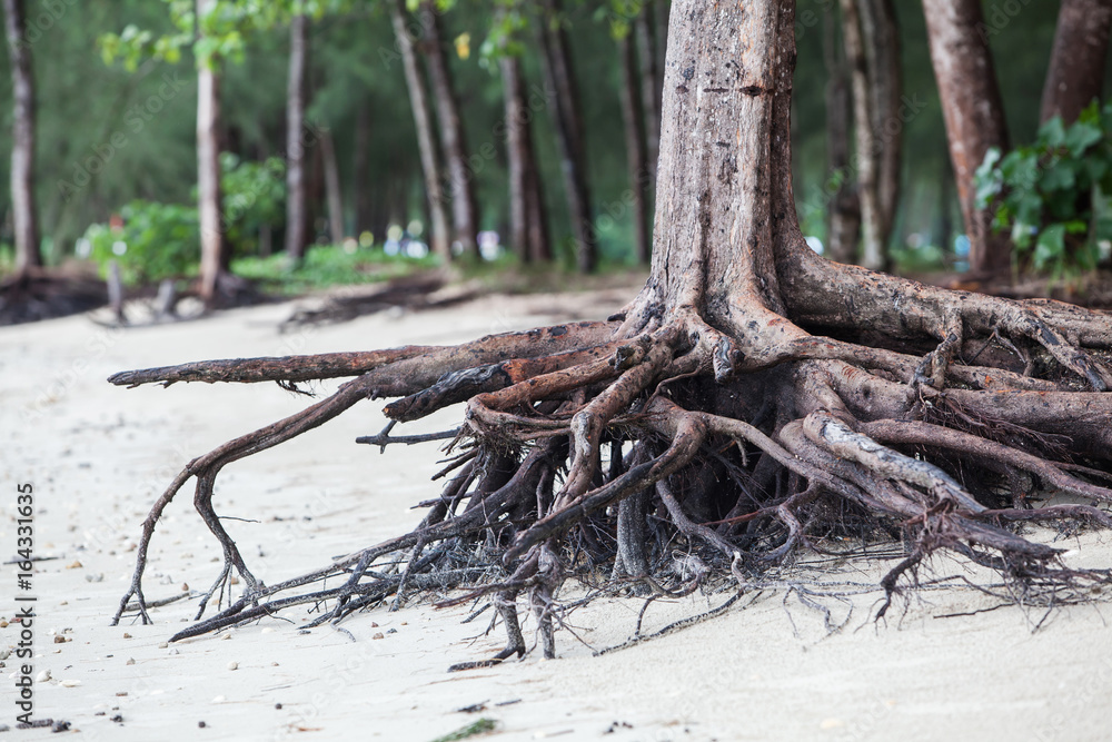 roots of tree standing dead because erode by seawater on the beach. roots of tree standing dead because erode by seawater on the beach.