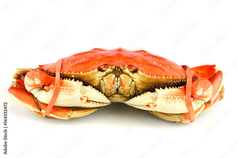 single steamed crab isolated on white background single steamed crab isolated on white background