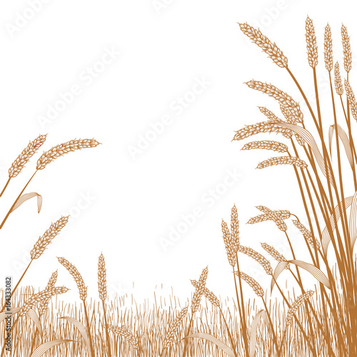 View of across a wheat field with wheat grass strands framing the scene in the foreground.
