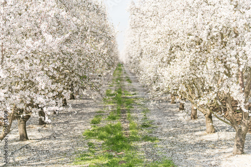 Almond Blossom in California photo
