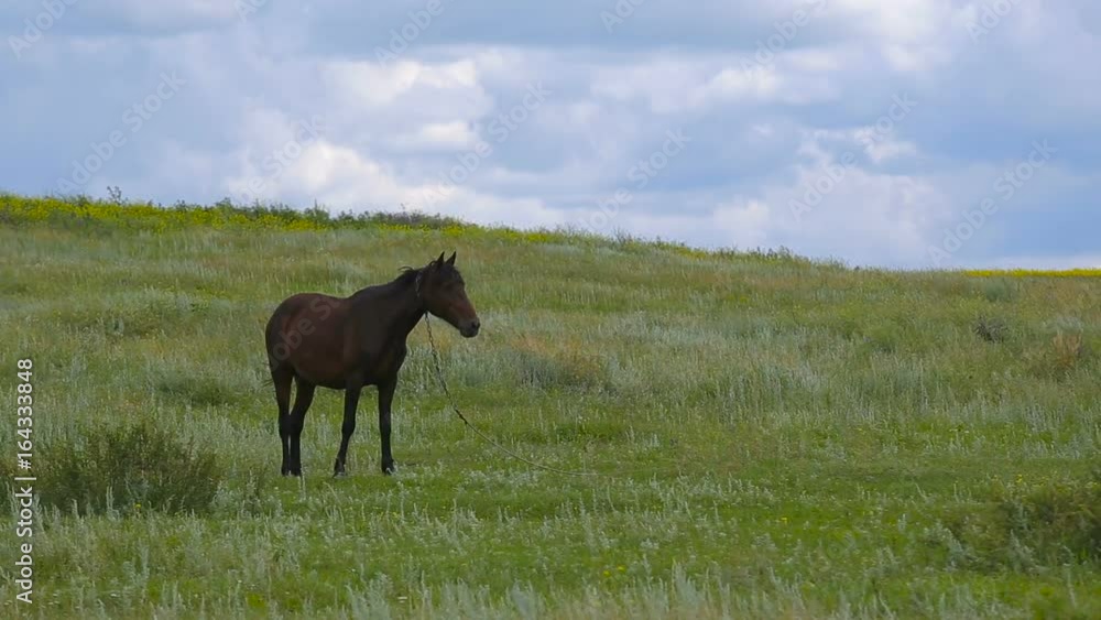 dark brown horse in a field on a pasture
