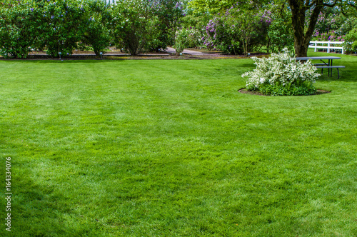 Green grass lawn and garden photo