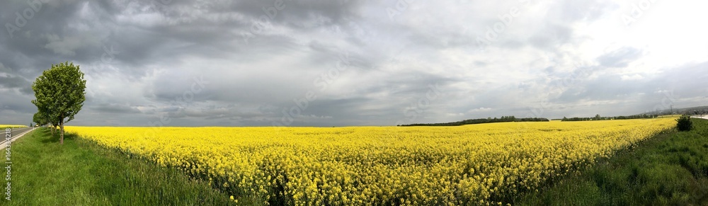 Fototapeta premium Jena Germany Canola Field