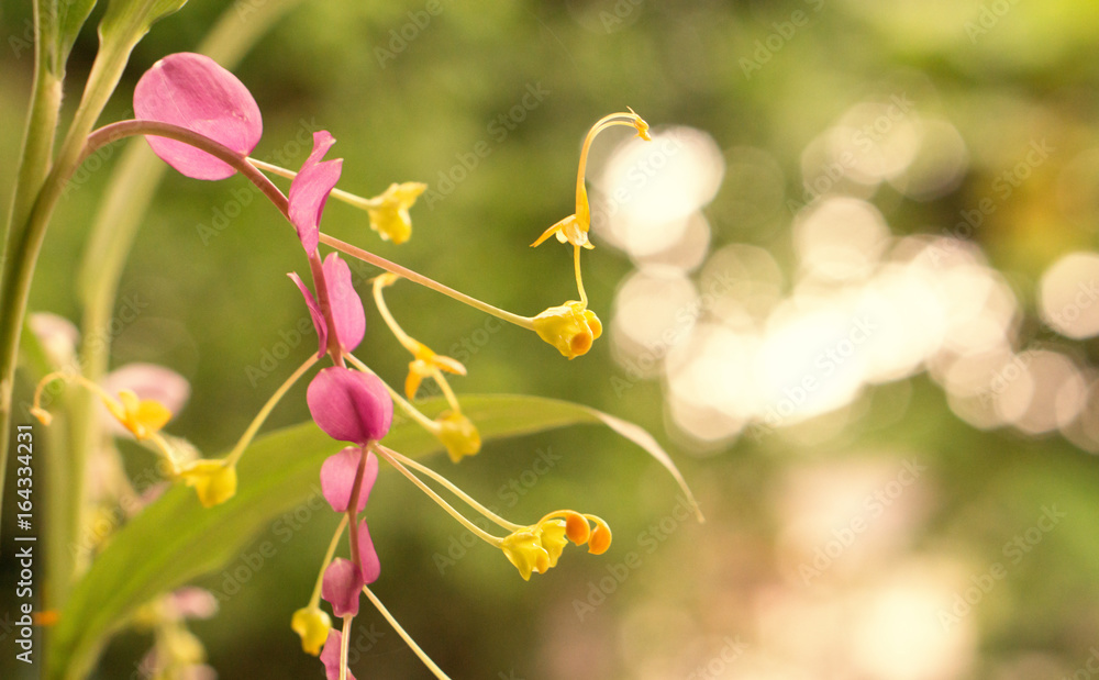 beautiful purple flower with light yellow bokeh background beautiful purple flower with light yellow bokeh background