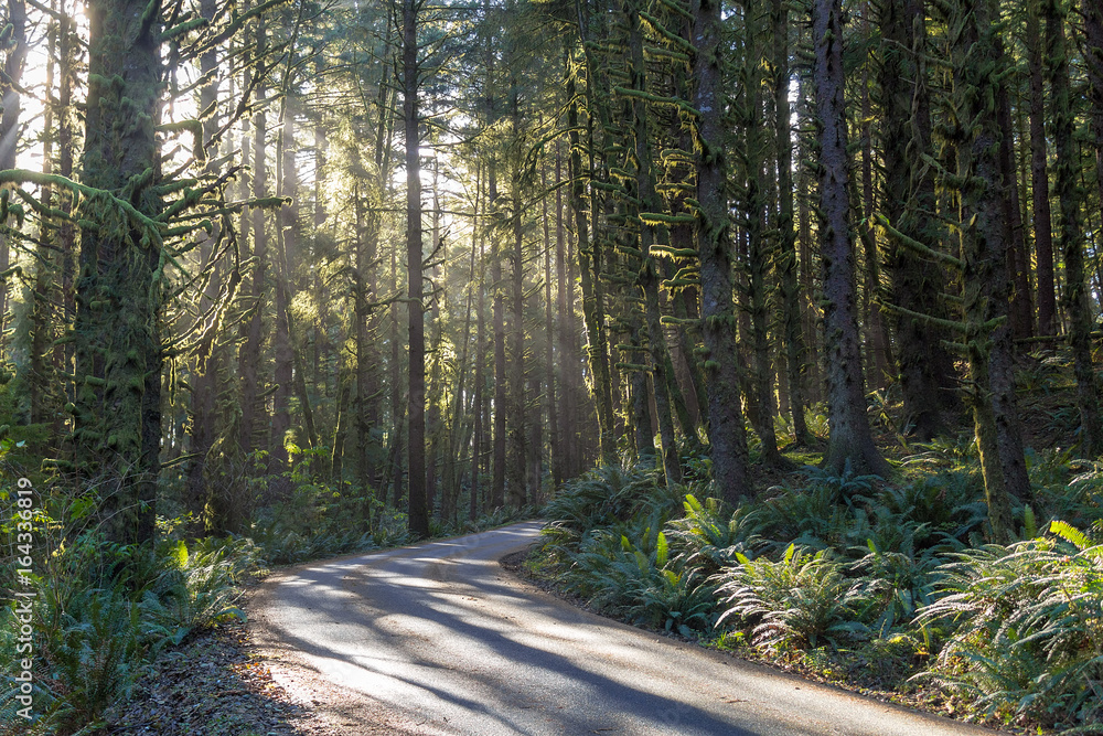 Fototapeta premium Sun Rays through the Forest in Oregon