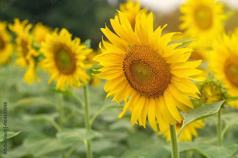 beautiful of Sunflower blooming in Sunflowers garden