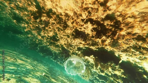 Swimming alongside a jellyfish near a tropical reef
