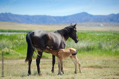 A young horse with a foal. © Sergio