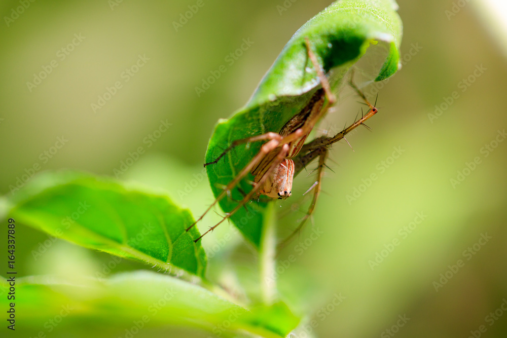 spider, insect, web, macro, control, bite, nature, background, black, widow, flower, sac, abstract, natural, identification, suck, bites, green, crab, pattern, spiders, animal, house, trap, eat, morni spider, insect, web, macro, control, bite, nature, background, black, widow, flower, sac, abstract, natural, identification, suck, bites, green, crab, pattern, spiders, animal, house, trap, eat, morni