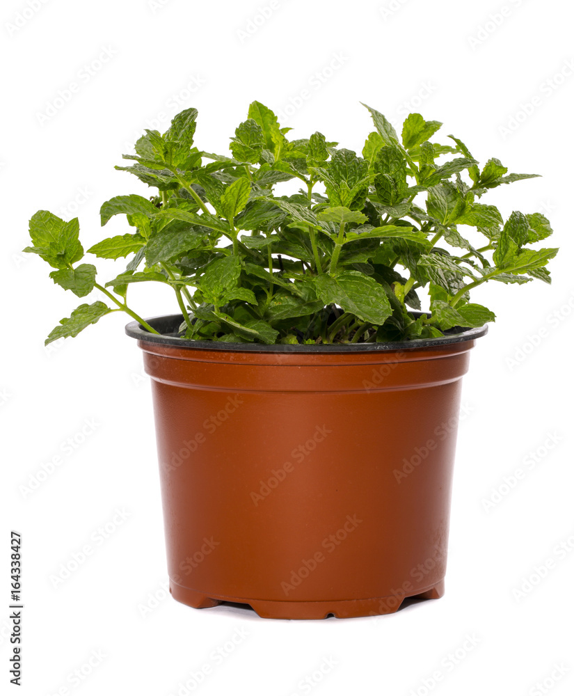 Fototapeta premium Bush of Moroccan mint in a pot on a white background