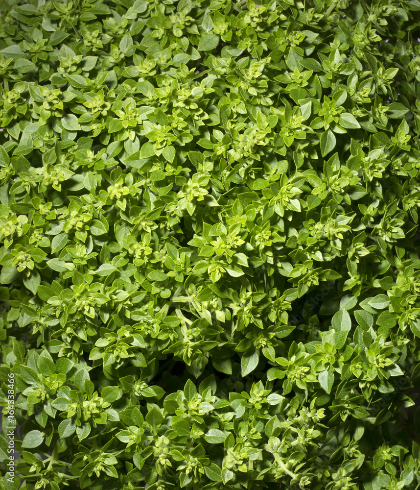 Fresh leaves of Greek dwarf basil closeup