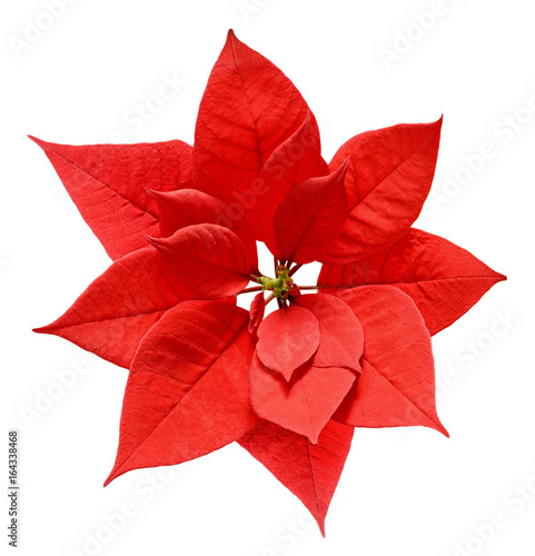Red Christmas poinsettia flower