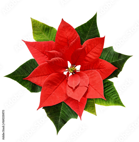 Fototapeta Naklejka Na Ścianę i Meble -  Red Christmas poinsettia flower
